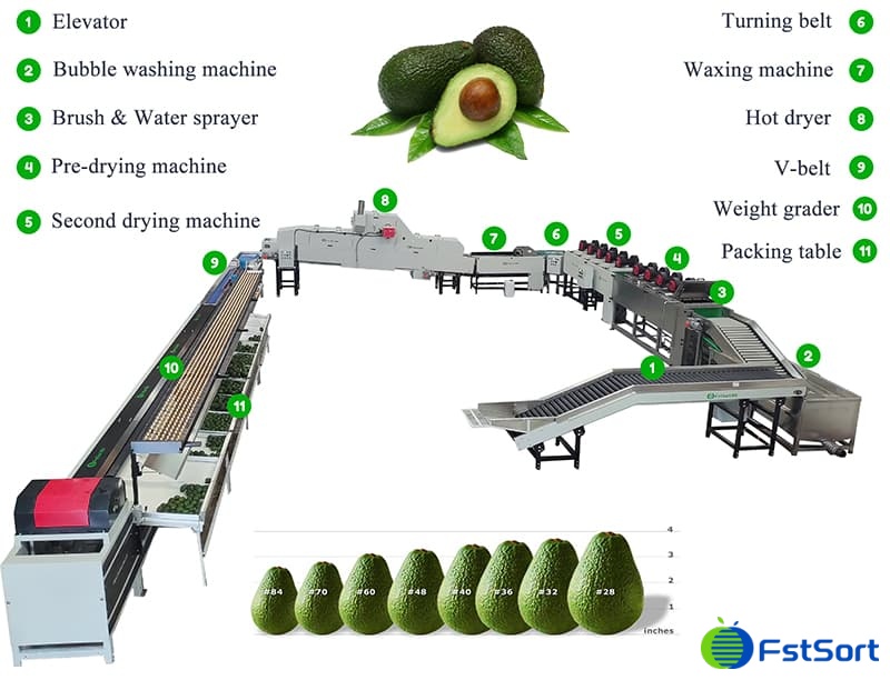 images/1741945034065avocado sorting processing machine.jpg